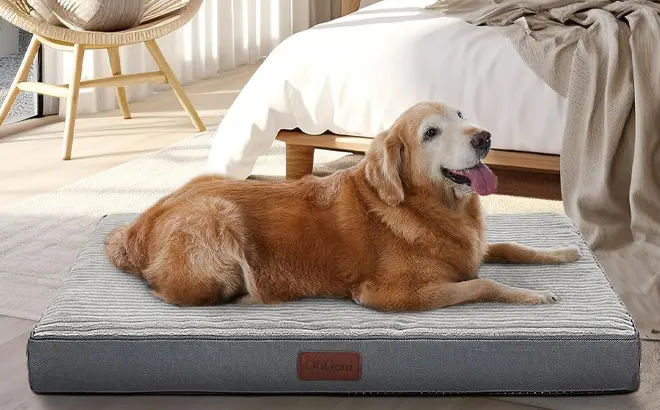Orthopedic Dog Bed 